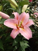 [5258 Catcher No02.JPG]